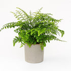Asplenium Parvati - 30cm in einem modernen Studio mit modernem Topf
