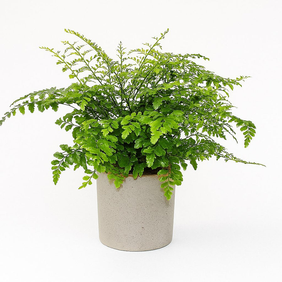 Asplenium Parvati - 30cm in einem modernen Studio mit modernem Topf