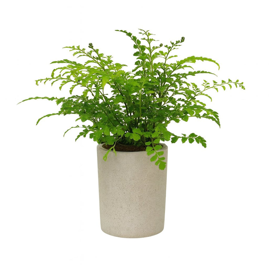 Asplenium Parvati - 35cm in einem modernen Studio mit modernem Topf