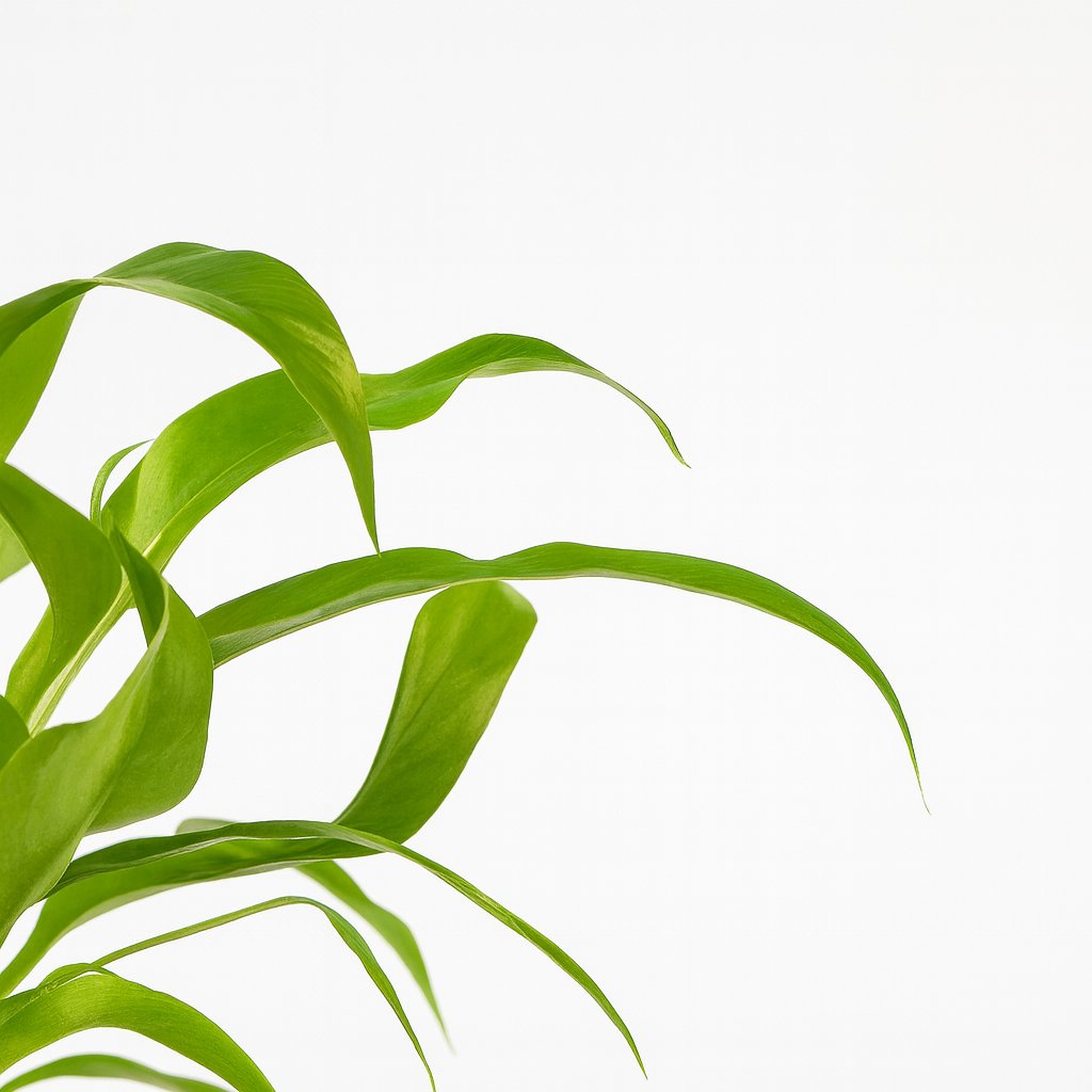 Asplenium Antiquum - 30cm