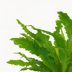 Asplenium Campio - 50cm