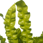 Asplenium Crispy Wave - 25cm