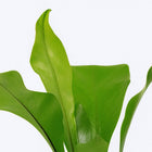 Asplenium Nidus - 35cm