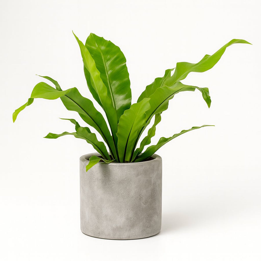 Asplenium Nidus - 60cm