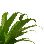 Asplenium Osaka - 40cm