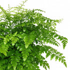 Asplenium Parvati - 30cm