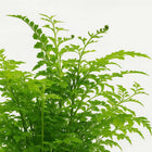 Asplenium Parvati - 35cm