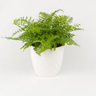 Asplenium Parvati - 40cm in einem modernen Studio mit modernem Topf