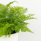 Asplenium Parvati - 40cm