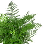 Asplenium Parvati - 55cm