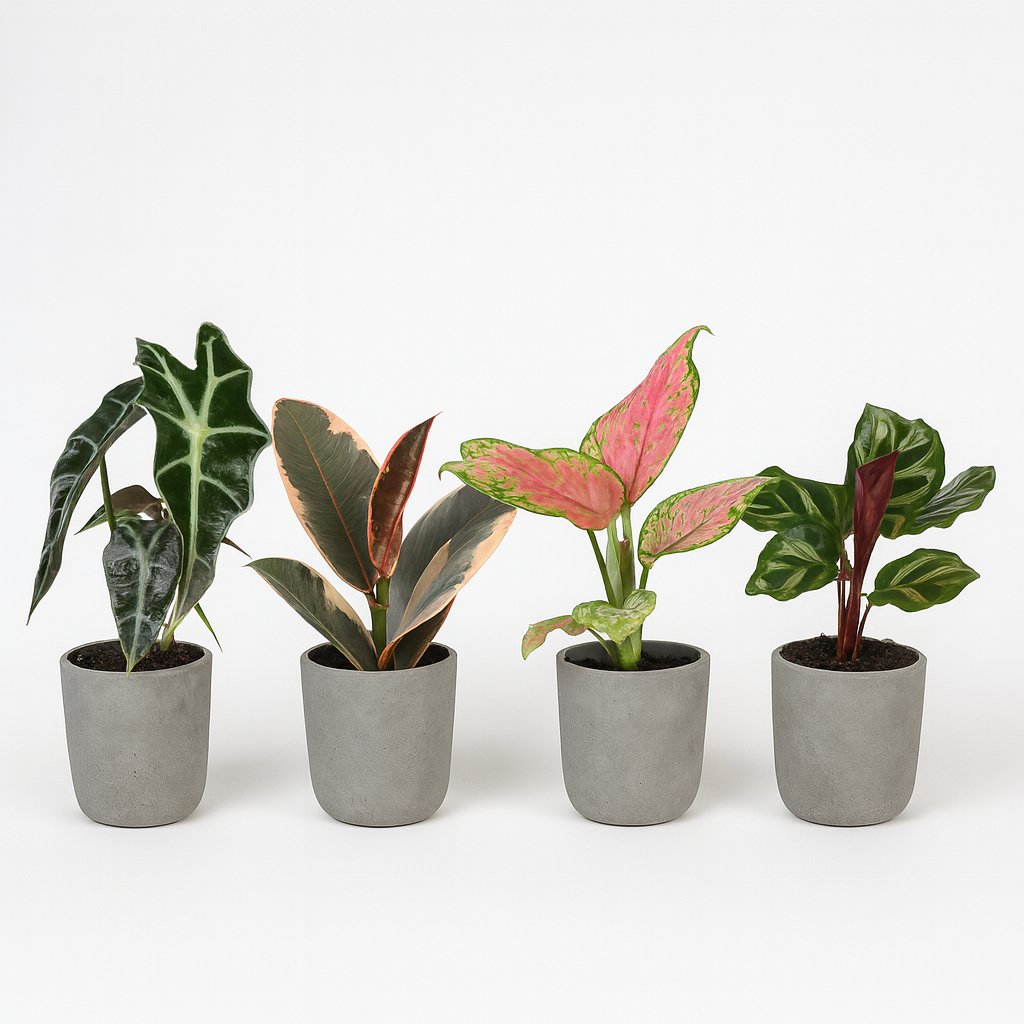 Babypflanzen-Überraschungsbox - 10cm in einem modernen Studio mit modernem Topf