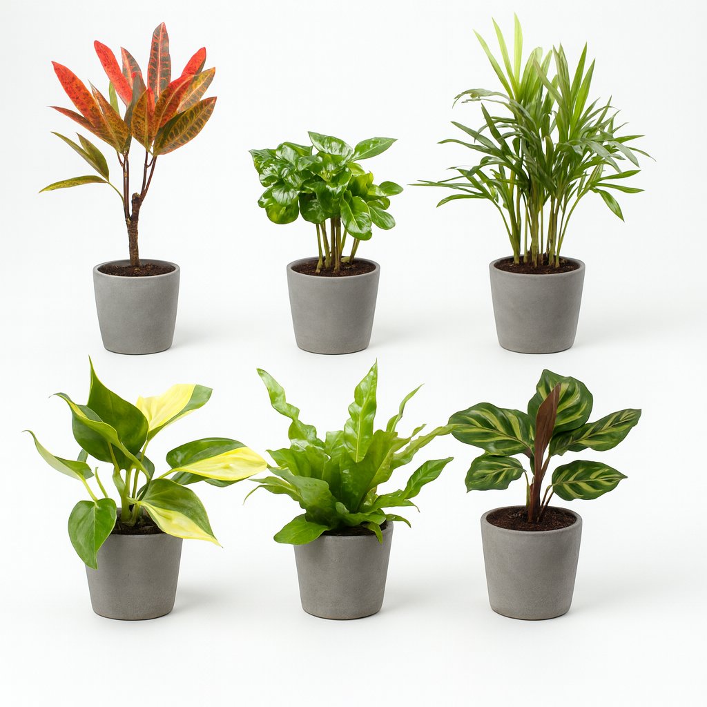 Babypflanzen-Überraschungsbox (6 Stück) - 5cm in einem modernen Studio mit modernem Topf