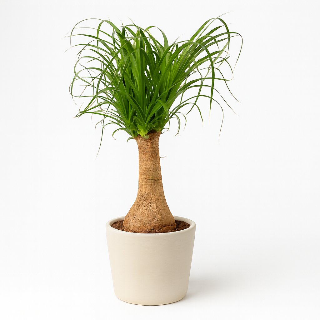 Beaucarnea Nolina - 60cm in einem modernen Studio mit modernem Topf