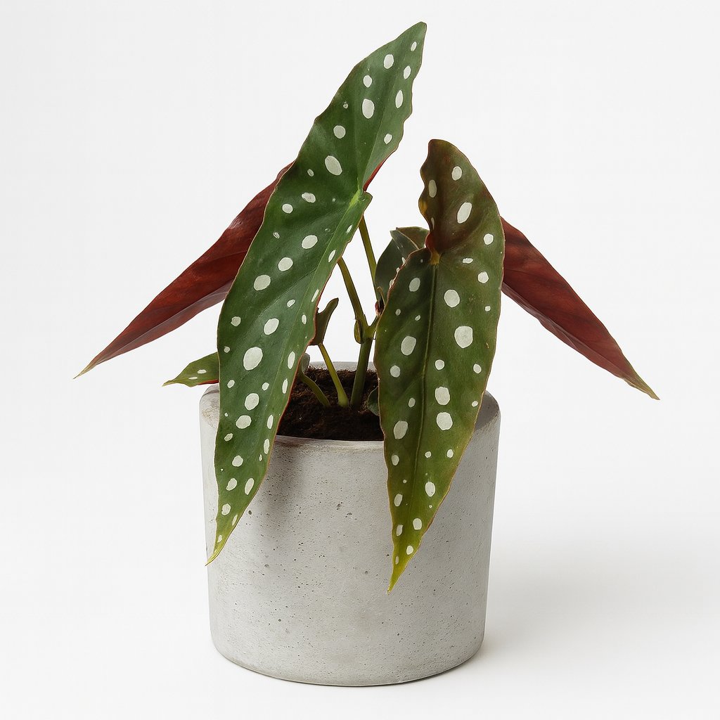 Begonia Maculata - 20cm in einem modernen Studio mit modernem Topf