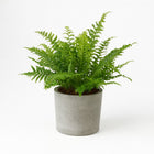 Blechnum Silver Lady - 50cm in einem modernen Studio mit modernem Topf
