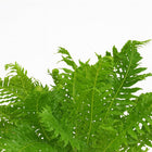 Blechnum Silver Lady - 50cm