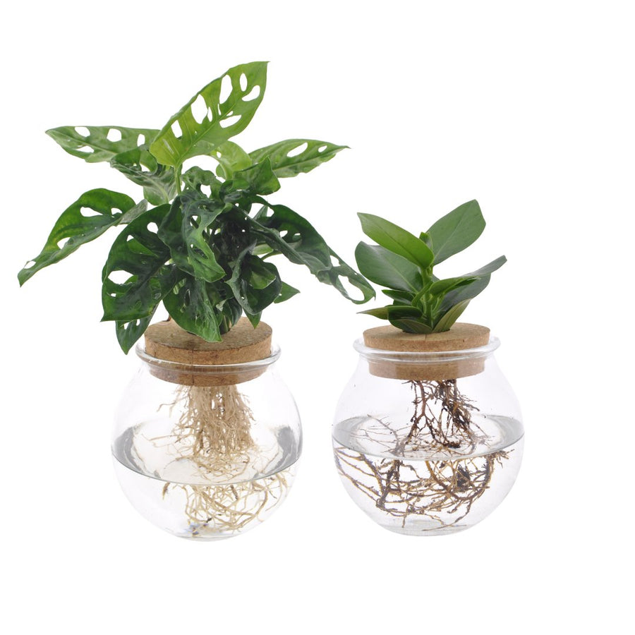 Bowlglas-Duo Monstera Adansonii/Clusia - 30 cm in einem modernen Studio mit modernem Topf