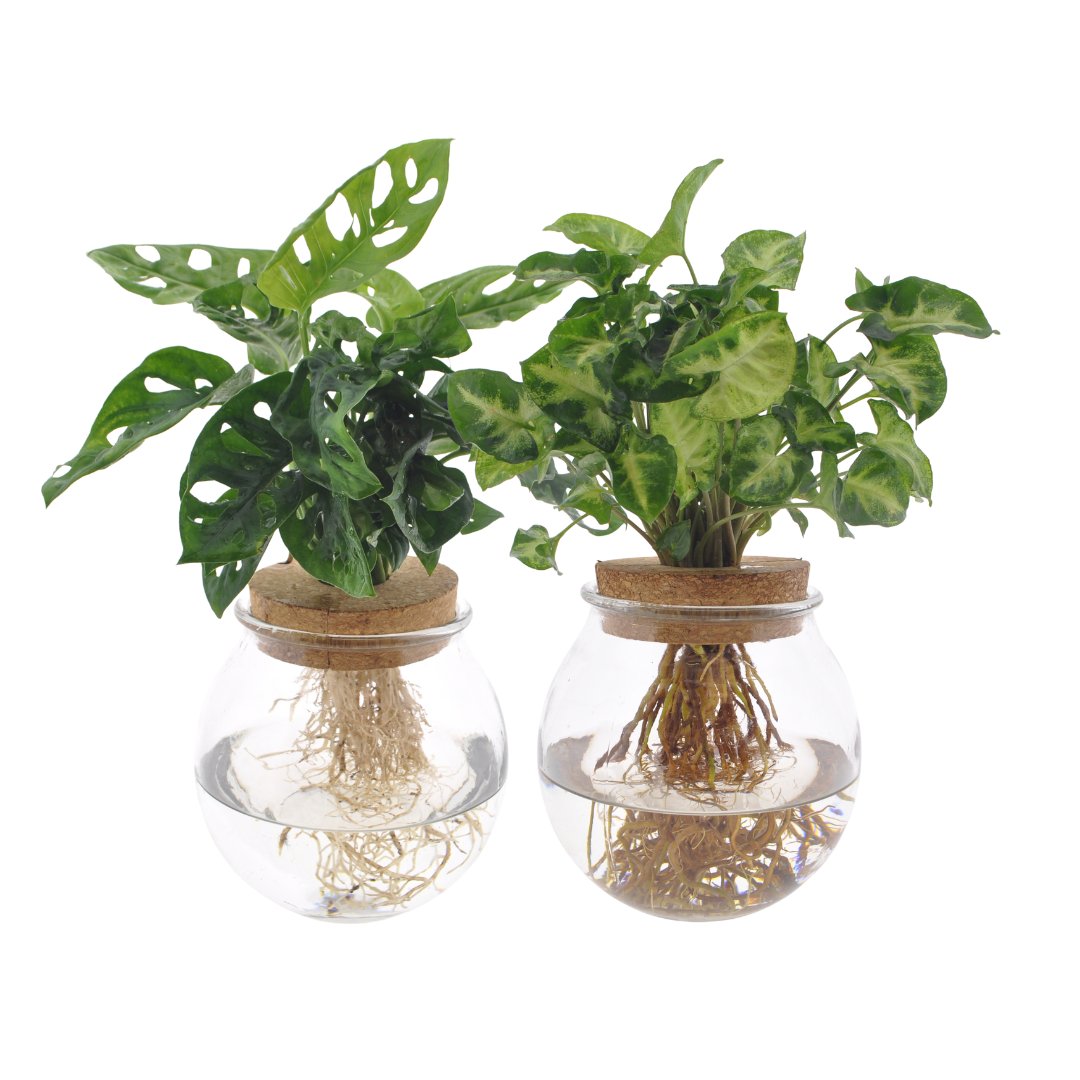 Bowlglas-Duo Monstera Adansonii/Syngonium Green - 12-30cm in einem modernen Studio mit modernem Topf