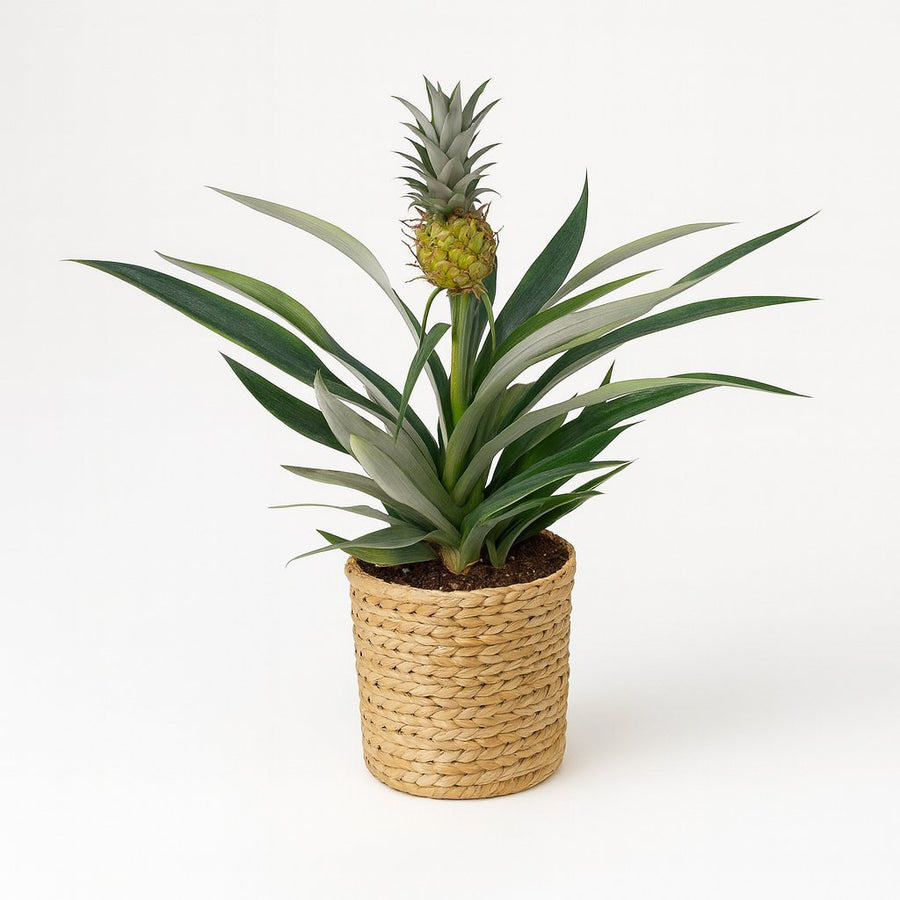 Bromelia Ananas - 30cm in einem modernen Studio mit modernem Topf