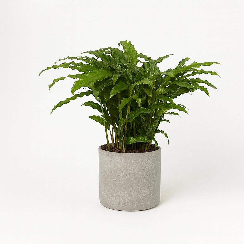 Calathea Bluegrass - 65cm in einem modernen Studio mit modernem Topf