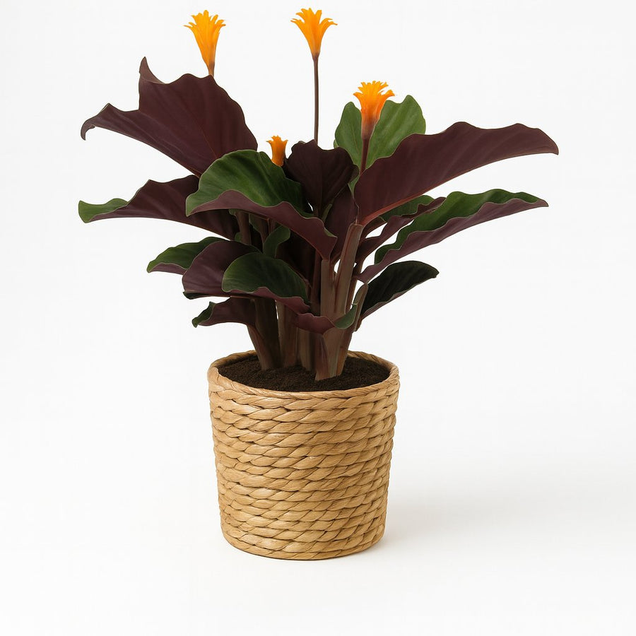 Calathea Crocata - 40cm in einem modernen Studio mit modernem Topf