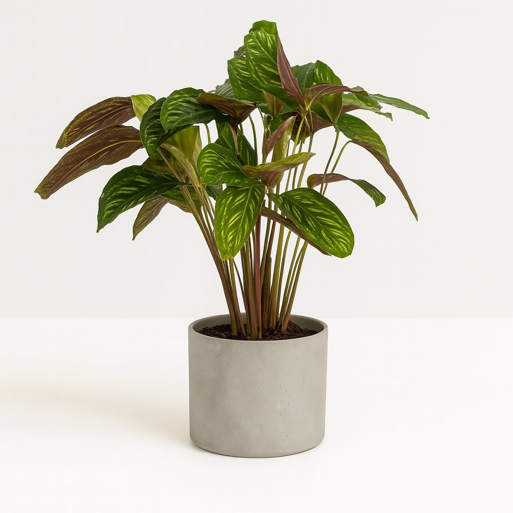 Calathea Flamestar - 75cm in einem modernen Studio mit modernem Topf