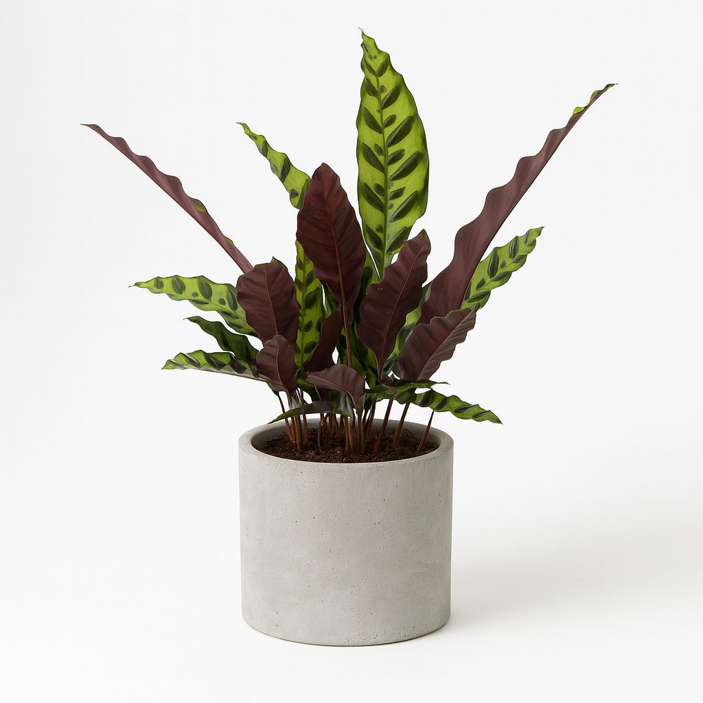 Calathea Insignis - 50cm in einem modernen Studio mit modernem Topf