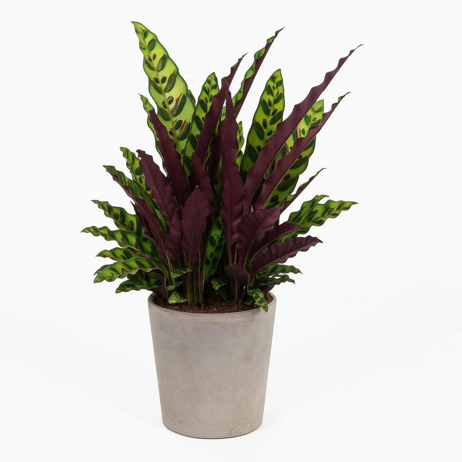 Calathea Lancifolia - 70cm in einem modernen Studio mit modernem Topf
