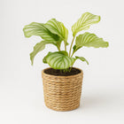 Calathea Orbifolia - 25cm in einem modernen Studio mit modernem Topf