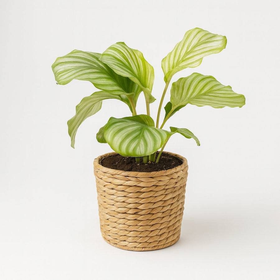 Calathea Orbifolia - 25cm in einem modernen Studio mit modernem Topf
