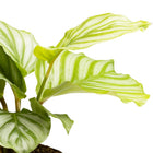 Calathea Orbifolia - 25cm