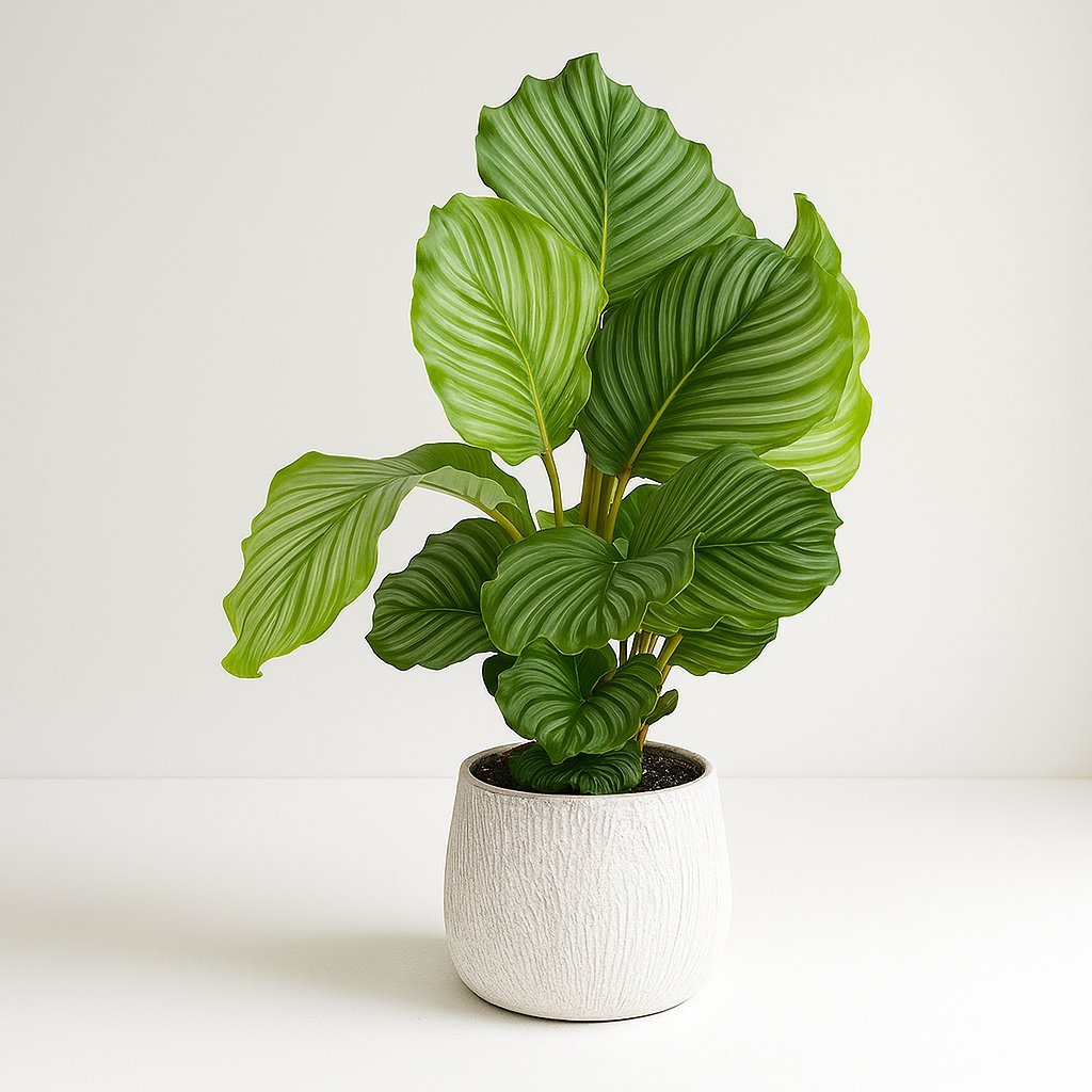 Calathea Orbifolia - 60cm in einem modernen Studio mit modernem Topf