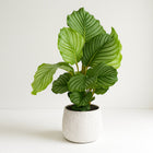 Calathea Orbifolia - 60cm in einem modernen Studio mit modernem Topf