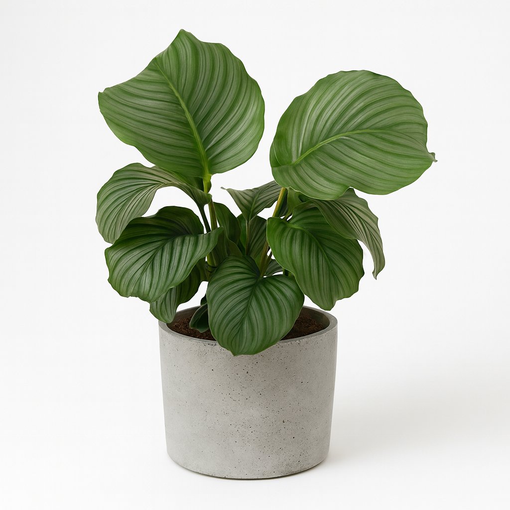 Calathea Orbifolia - 70cm in einem modernen Studio mit modernem Topf