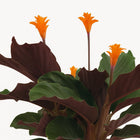 Calathea Crocata - 40cm