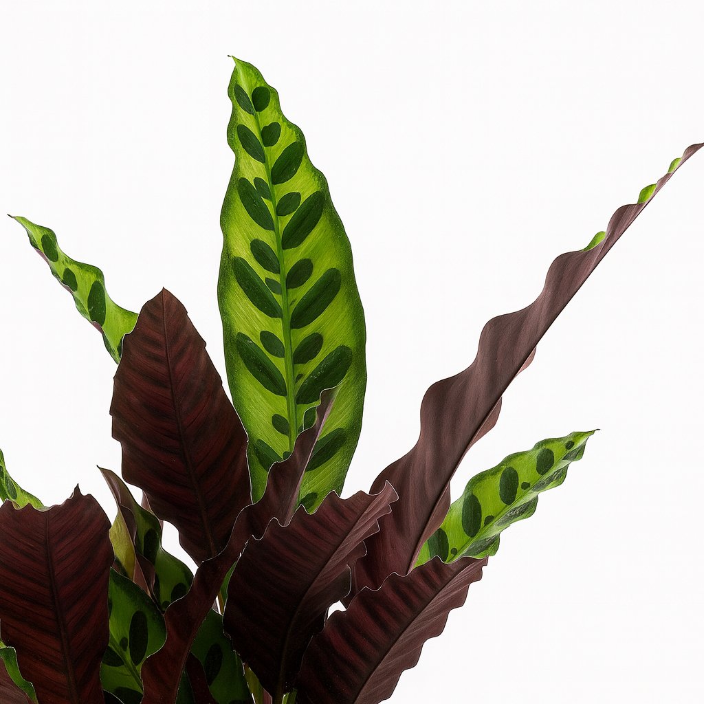 Calathea Insignis - 50cm