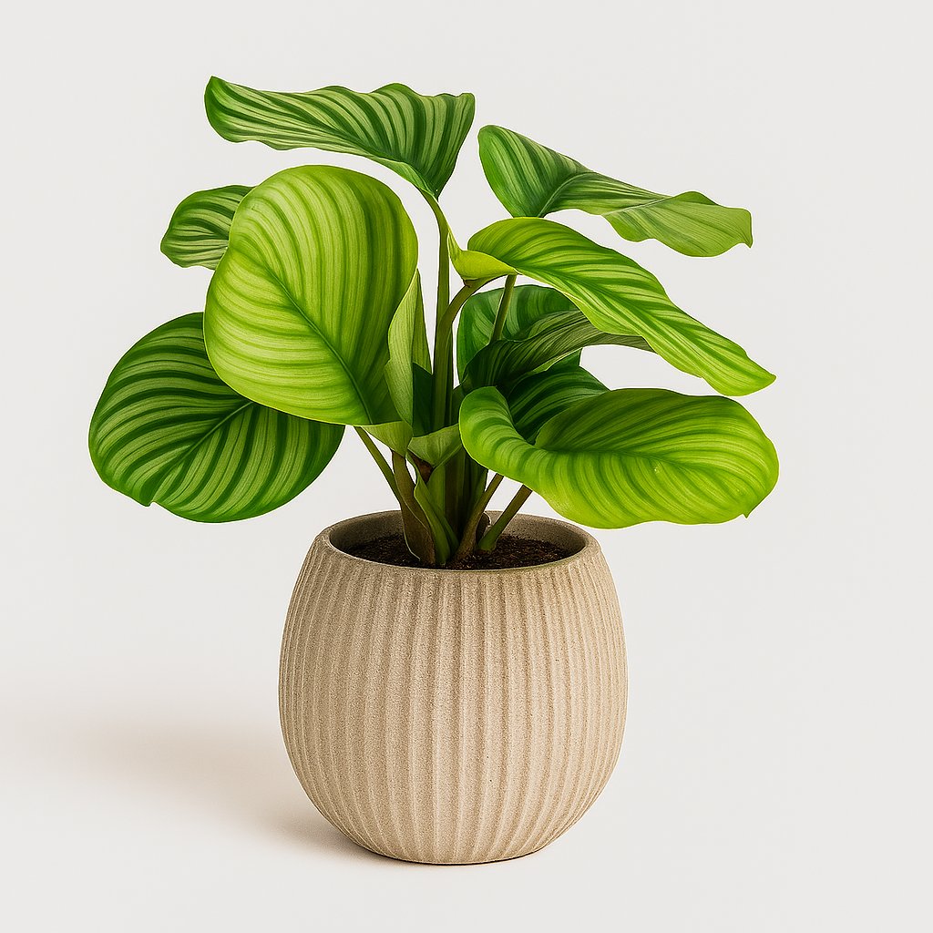 Calathea Orbifolia - 50cm in einem modernen Studio mit modernem Topf