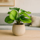 Calathea Orbifolia - 50cm