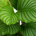 Calathea Orbifolia - 60cm