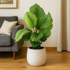 Calathea Orbifolia - 60cm-Nahaufnahme