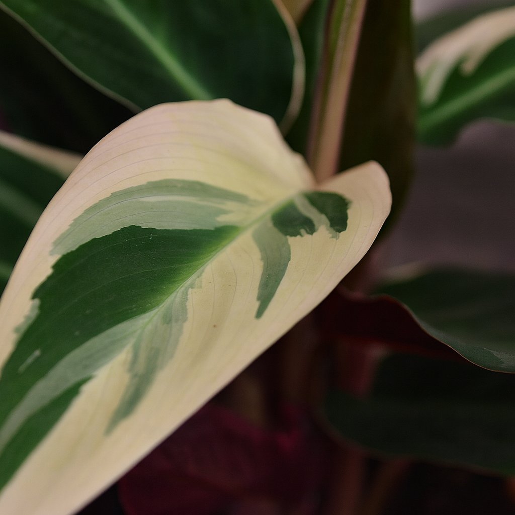 Calathea Triostar - 70cm