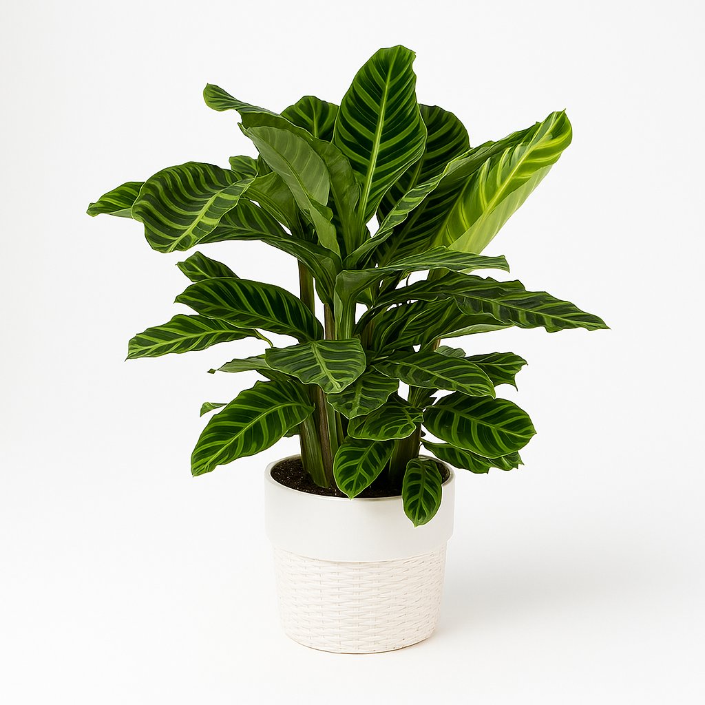 Calathea Zebrina - 80cm in einem modernen Studio mit modernem Topf
