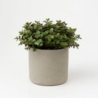 Calissia Repens - 17cm in einem modernen Studio mit modernem Topf