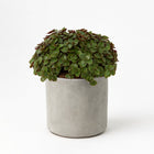 Callisia Turtle - 15cm in einem modernen Studio mit modernem Topf