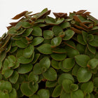 Callisia Turtle - 15cm