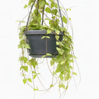 Ceropegia Linearis Iris - 38cm