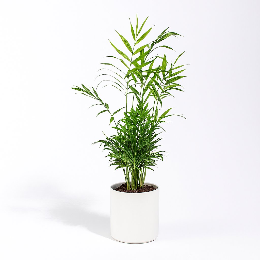Chamaedorea Elegans - 55cm in einem modernen Studio mit modernem Topf