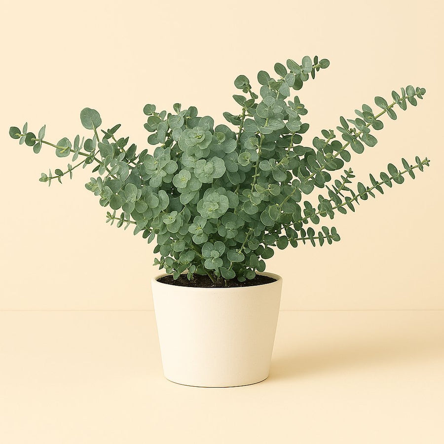 Eucalyptus - 45cm in einem modernen Studio mit modernem Topf