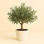 Olea - 35cm in einem modernen Studio mit modernem Topf