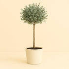 Eucalyptus - 80cm in einem modernen Studio mit modernem Topf